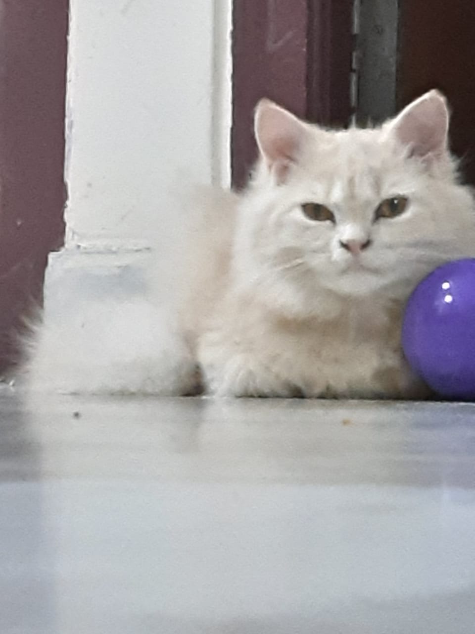 Persian Cat - Female, 2 Years Old, Light Brown in colour, Fluffy Hair - Cat